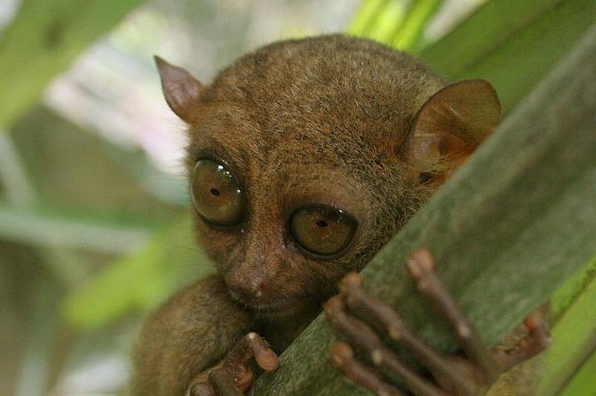 Exclusive Bohol,Philippines Chocolate Hills-Tarsier Tour - A one-day Bohol mix that stays practical