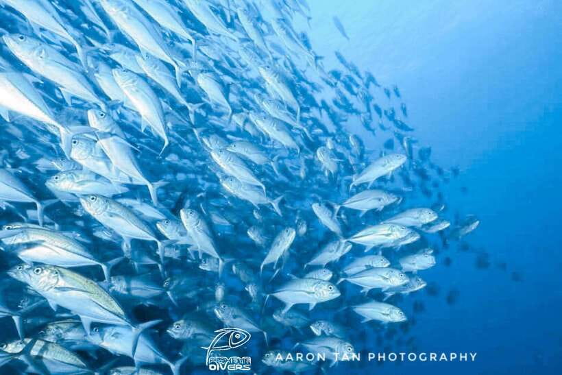 Fisheye Divers: Discover Scuba Diving - Key things that make this Boracay scuba session work