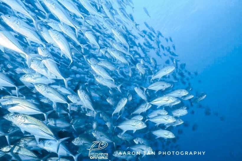 Fisheye Divers: Discover Scuba Diving - Should You Book This First-Session Program?