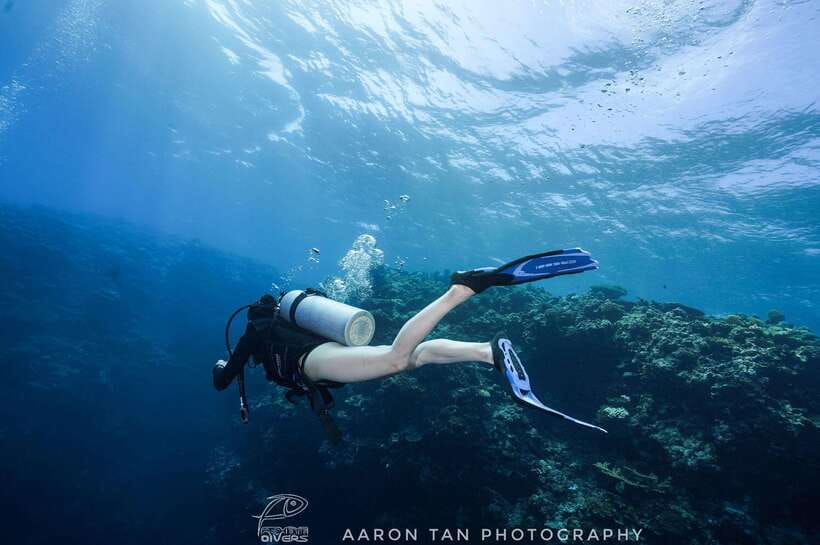 Fisheye Divers: Discover Scuba Diving - Price and Timing: A 3-Hour Schedule That Fits Most Days