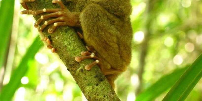 From Bohol: Full-Day Countryside Tour - Key highlights at a glance
