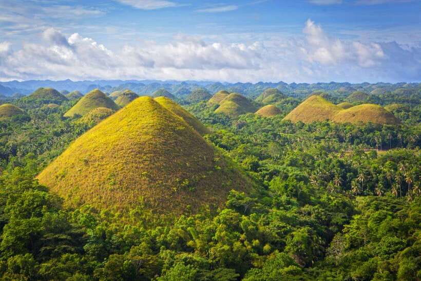From Cebu City: Bohol Island Highlights in One Day - Man-Made Forest: The Mahogany Photo Stop That’s Short, But Memorable