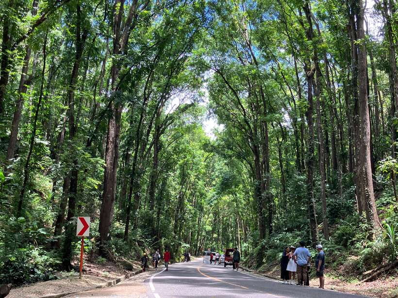 From Cebu City: Bohol Island Highlights in One Day - Loboc River Cruise: Buffet Lunch Plus Live Band and Dances