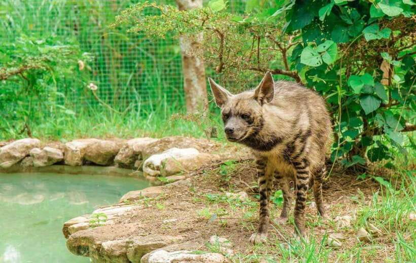 From Cebu City: Cebu Safari and Adventure Park Day Tour - Food inside the park: what to expect and how to plan