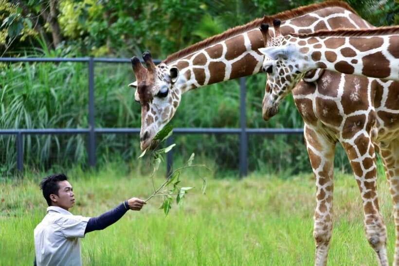 From Cebu City: Cebu Safari and Adventure Park Day Tour - Rules that affect your day (and your photos)