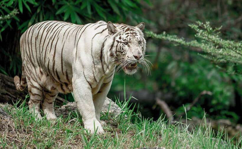 From Cebu City: Cebu Safari and Adventure Park Day Tour - What the park actually is: 170 hectares and a lot of animals