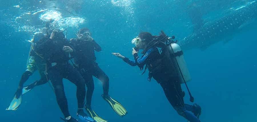 From Cebu City: Scuba Diving with Whale Sharks Trip in Oslob - Key things to know before you go