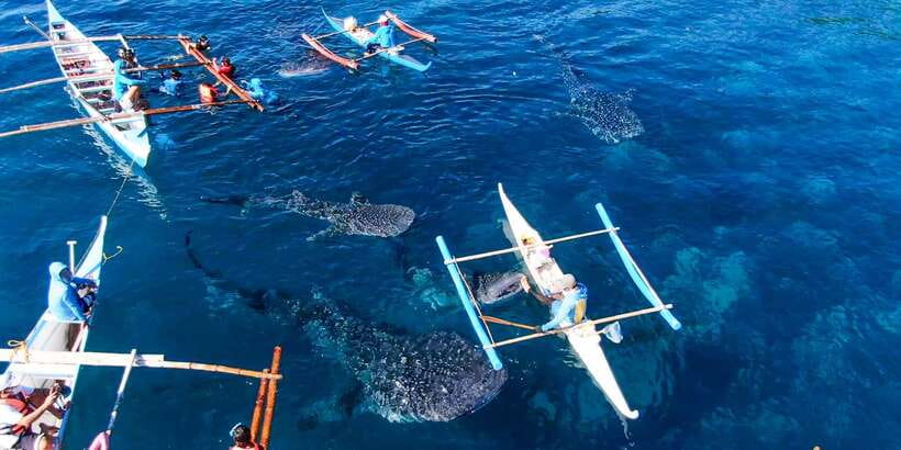 From Cebu City: Scuba Diving with Whale Sharks Trip in Oslob - Guides, instructors, and the one language that helps