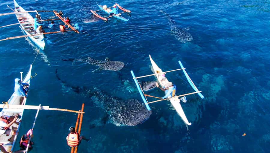 From Cebu City: Scuba Diving with Whale Sharks Trip in Oslob - The private car ride: why it’s a big value in practice