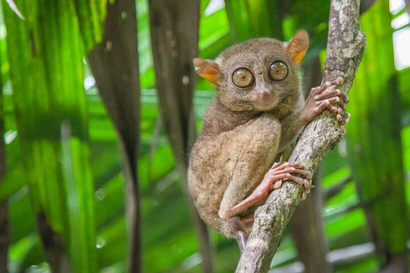 From Cebu: Day Trip to Bohol Highlights - Hotel pickup in Cebu and Mactan: convenient, but confirm your timing