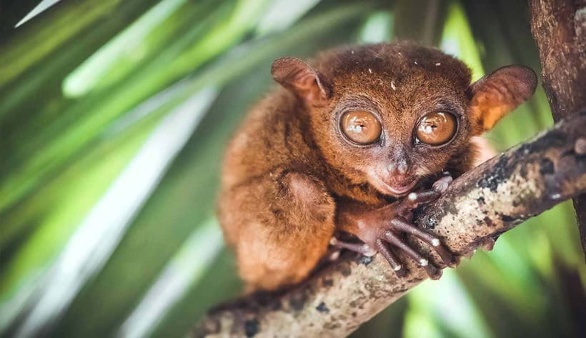 From Cebu: Full-Day Bohol Excursion - Key things that make this Bohol day trip worth your time