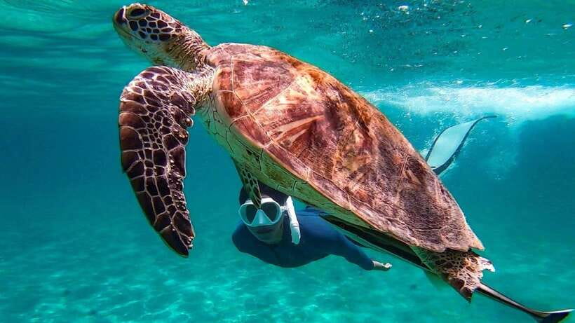 From Puerto Princesa: Port Barton & Island Hopping Day Trip - Snorkeling Focus: Coral Reefs, Turtle Odds, and Soft Sand Time