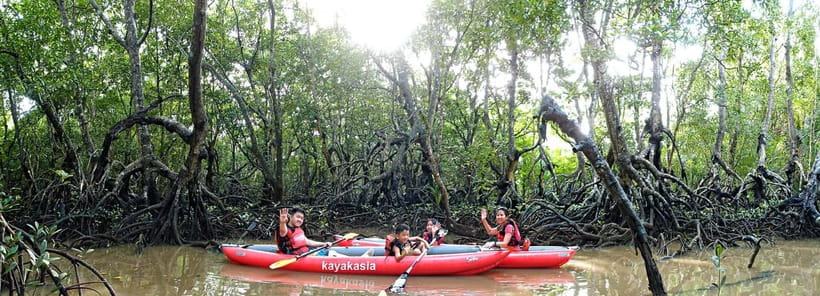From Tagbilaran City/Panglao Island: Bohol Mangrove Kayaking - Key points before you go