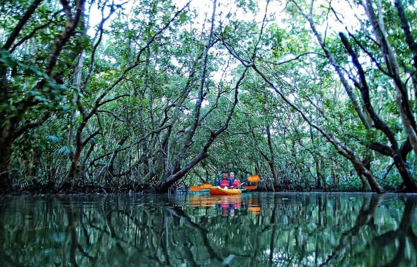 From Tagbilaran City/Panglao Island: Bohol Mangrove Kayaking - The 5-hour flow: briefing, kayaking, and a snack break