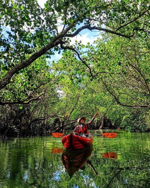 From Tagbilaran City/Panglao Island: Bohol Mangrove Kayaking - On the water: steering through narrow mangrove corridors