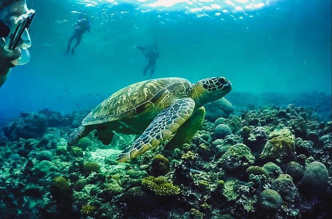 Full-Day Moalboal Islands and Kawasan Falls Small-Group Tour from Cebu - Moalboal Sardines Run: the school show