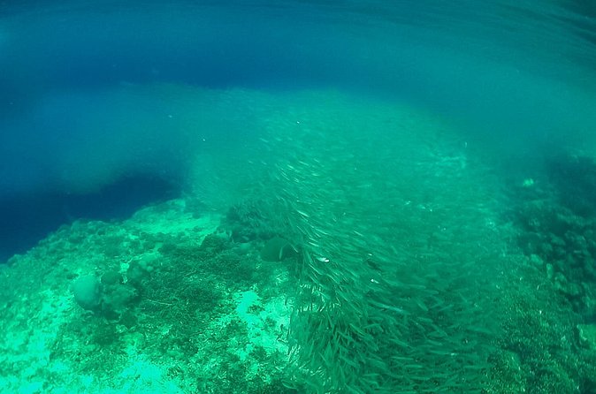 Full-Day Moalboal Islands and Kawasan Falls Small-Group Tour from Cebu - Lunch, snacks, and what you should pack
