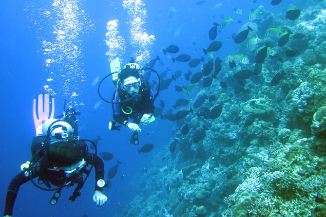 Fun Boat Dive for certified diver - Quick highlights before you go