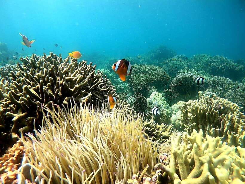 Mactan Island Hopping Gilutungan, Caohagan, Nalusuan + Lunch - Price and value around $132: when it feels fair, when it doesn’t
