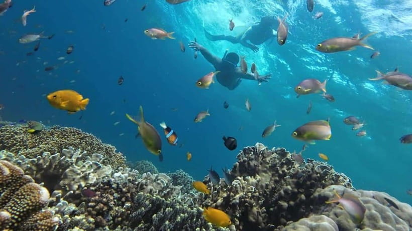 Moalboal: Pescador Island Hopping Adventure and Sardine Run - Key things to know before you book