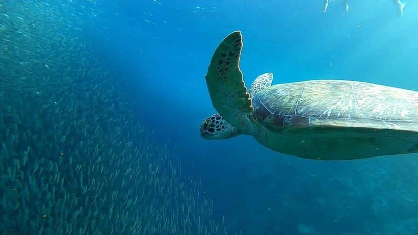 Moalboal: Pescador Island Hopping Adventure and Sardine Run - The boat ride and first look at Cebu’s marine world