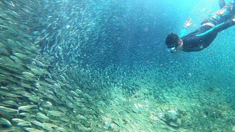 Moalboal: Pescador Island Hopping Adventure and Sardine Run - Pescador Island snorkeling: coral reefs, tropical fish, and a plan