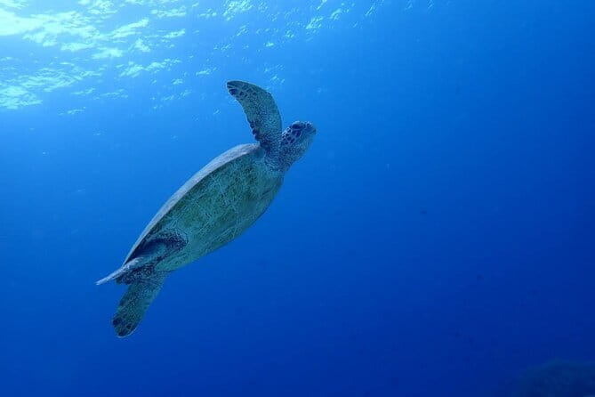 Moalboal Sardine Run, Sea Turtle and Mantayupan Falls - How Moalboal and Mantayupan Fit Together in One Long Day