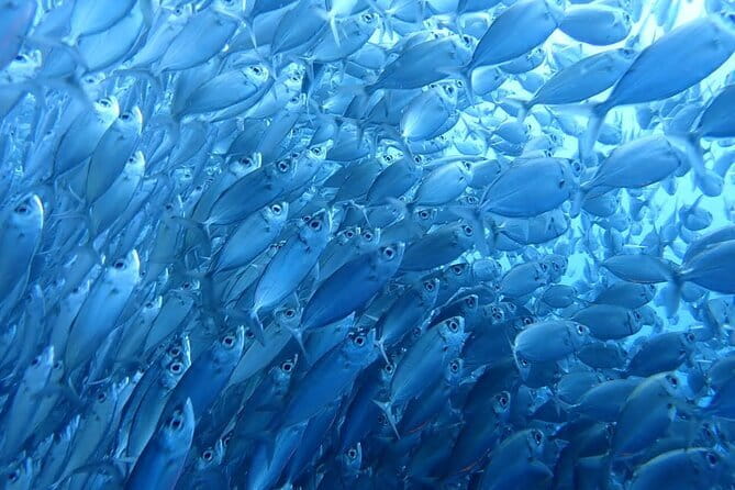 Moalboal Sardine Run, Sea Turtle and Mantayupan Falls - The 5:00 AM Start: Pickup Punctuality and Real Guide Help