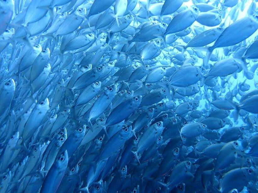 Moalboal Sardine Run, Sea Turtle & Mantayupan Falls - Key highlights to know before you go