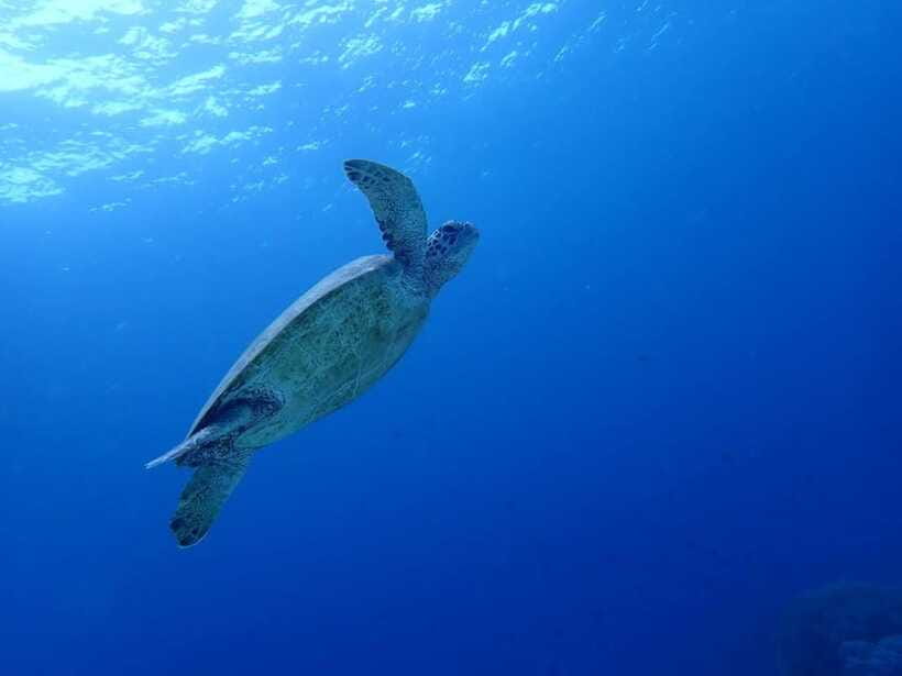 Moalboal Sardine Run, Sea Turtle & Mantayupan Falls - The guide and small-group format, why it affects your day
