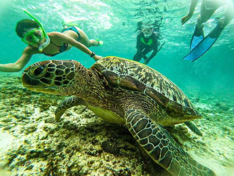 Moalboal Sardine Run, Sea Turtle & Mantayupan Falls - Price and value: why $89 can work well if you want the whole package
