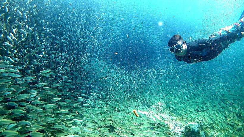Moalboal: Sardine Run Snorkeling & Kawasan Canyoneering - Key highlights to know before you go