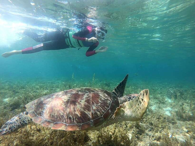Moalboal: Sardine Run, Turtles and Pescador Island Hopping - Key highlights that make this day worth it