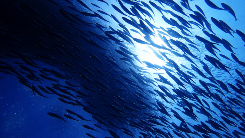 Moalboal Sardines Run Private Tour - Moalboal Sardine Run: Why 30 Meters From Shore Matters