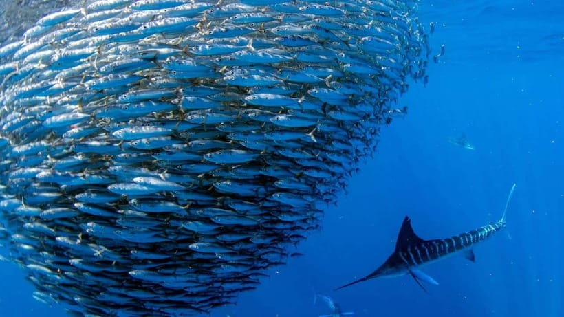 Moalboal Sardines Run Private Tour - Safety-First Snorkeling with an Insured Private Guide