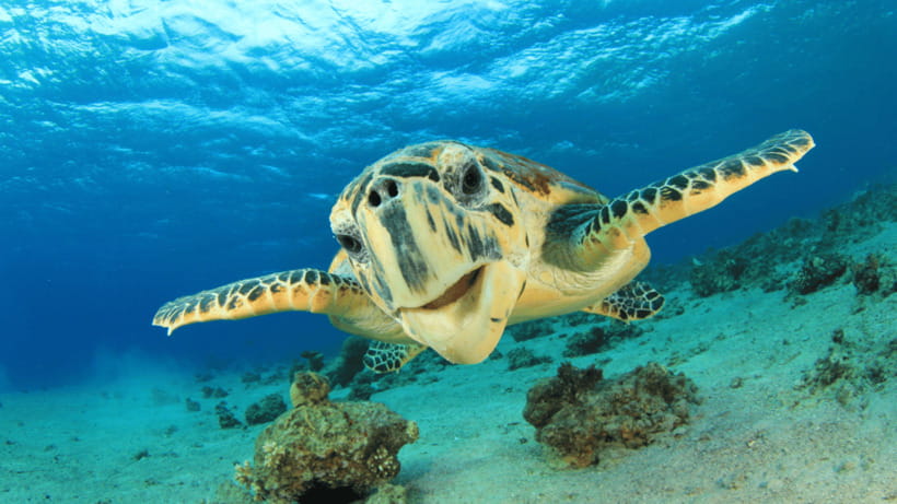 Moalboal Sardines Run Private Tour - Should You Book the Moalboal Sardines Run Private Tour?