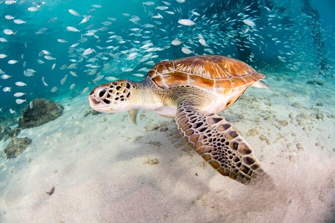 Moalboal Sardines Run Private Tour w/ Transfers Option - Key Highlights at a Glance