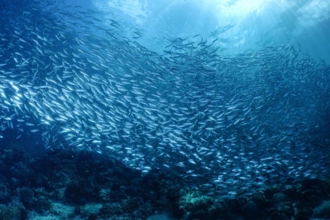 Moalboal Sardines Run Private Tour w/ Transfers Option - Your Private Snorkel Plan: The 30-Meter Coastline Experience
