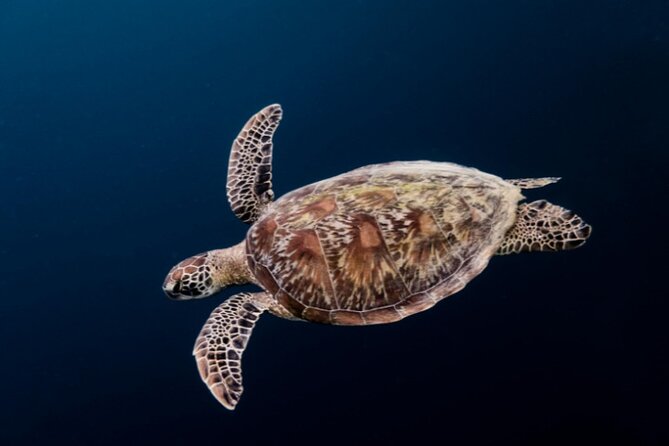 Moalboal Sardines Run Private Tour w/ Transfers Option - Who This Tour Fits Best (and Who Might Want Something Else)