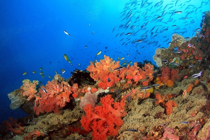 Moalboal Sardines Run Private Tour w/ Transfers Option - Should You Book the Moalboal Sardines Run Private Tour?