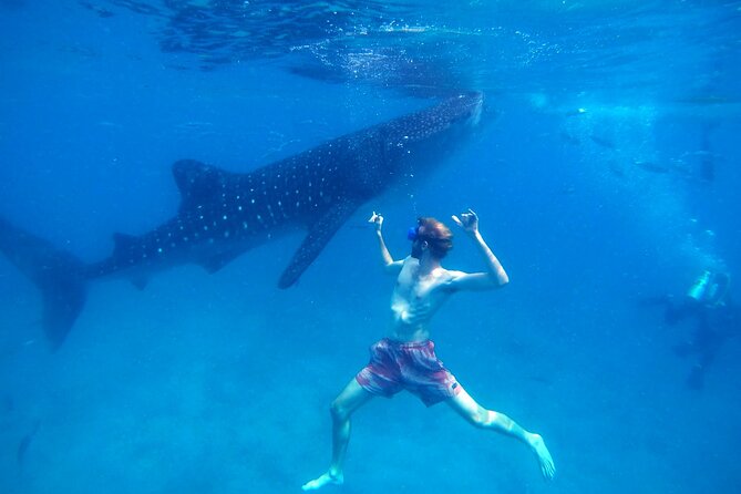 Oslob Whale Shark & Moalboal Sardines & Turtle Private Tour - The 3:30am start and the ride to Oslob