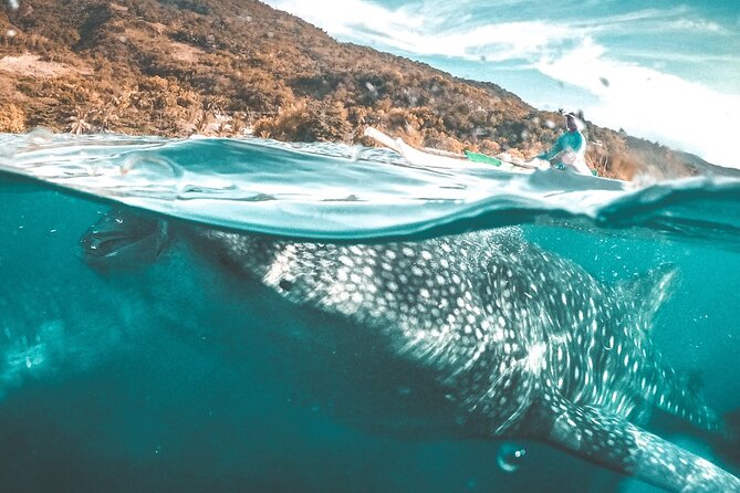 Oslob Whale Shark Private Tour with Sumilon & Tumalog Falls - A 3:00 a.m. start in Cebu that you can actually plan for