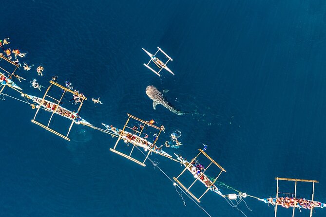 Oslob Whale Shark Private Tour with Sumilon & Tumalog Falls - Snorkeling setup: gear is included, but your comfort still matters