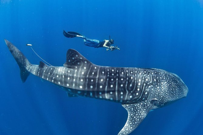 Oslob Whale Shark Snorkeling & Pescador & Sardine Run & Turtle - Key things to know before you go