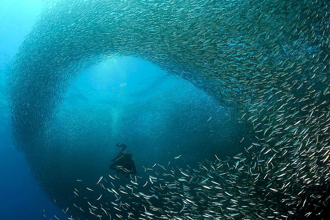 Oslob Whale Shark Snorkeling & Pescador & Sardine Run & Turtle - The 3:30 am start: long day, smart logistics