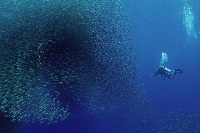 Oslob Whale Shark Snorkeling & Pescador & Sardine Run & Turtle - Oslob whale sharks: what to expect in the water
