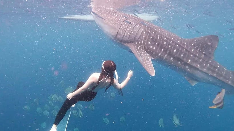 Oslob Whale Shark Swimming & Kawasan Falls Canyoneering - Should you book Oslob whale sharks and Kawasan canyoneering?