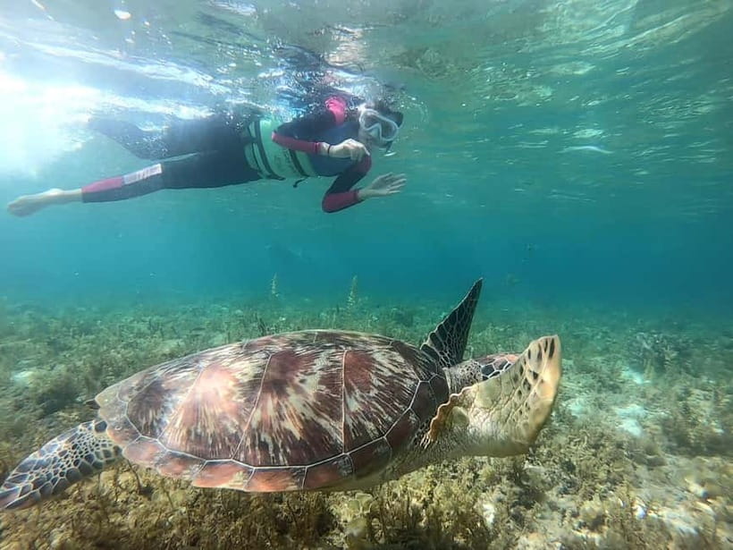 Oslob: Whale Shark Tour with Sumilon & Moalboal Snorkeling - Key Things to Know Before You Go
