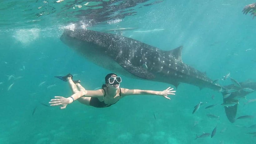 Oslob: Whale Shark Tour with Sumilon & Moalboal Snorkeling - Oslob Whale Sharks: The Swim, The Waiting, and The Reality of Crowds