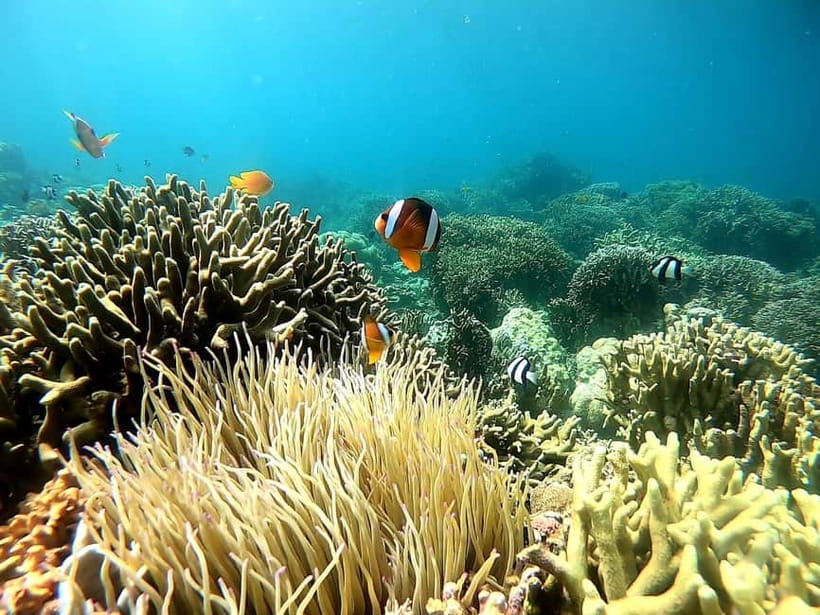 Oslob: Whale Shark Tour with Sumilon & Moalboal Snorkeling - Lunch at Badian and What to Do About Meals